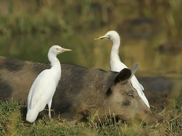 Lehmähaikara, Cattle Egret, Bubulcus ibis